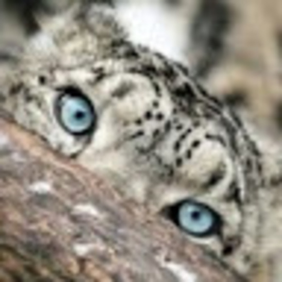 Meet your Posher, Jayden - Picture 1 of 1